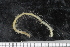  (Syllis kas - ZMBN_95858)  @11 [ ] CreativeCommons - Attribution Non-Commercial Share-Alike (2015) University of Bergen University of Bergen, Natural History Collections