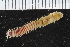  ( - ICEAGE_Eunicida03)  @11 [ ] CreativeCommons - Attribution Non-Commercial Share-Alike (2016) UoB University of Bergen, Natural History Collections