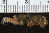  ( - ICEAGE_Eunicida04)  @11 [ ] CreativeCommons - Attribution Non-Commercial Share-Alike (2016) UoB University of Bergen, Natural History Collections