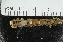  ( - ICEAGE_Eunicida06)  @11 [ ] CreativeCommons - Attribution Non-Commercial Share-Alike (2016) UoB University of Bergen, Natural History Collections
