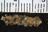  ( - ICEAGE_Eunicida09)  @11 [ ] CreativeCommons - Attribution Non-Commercial Share-Alike (2016) UoB University of Bergen, Natural History Collections