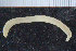  (Ophelina bowitzi - ICEAGE_POLY_02)  @11 [ ] CreativeCommons - Attribution Non-Commercial Share-Alike (2016) UoB University of Bergen, Natural History Collections