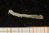  ( - UMBergen_NB_Euni12)  @12 [ ] CreativeCommons - Attribution Non-Commercial Share-Alike (2013) Unspecified University of Bergen, Natural History Collections