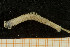  (Rhamphobrachium - UMBergen_NB_Euni14)  @13 [ ] CreativeCommons - Attribution Non-Commercial Share-Alike (2013) Unspecified University of Bergen, Natural History Collections