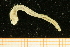  ( - UMBergen_NB_amphar02)  @13 [ ] CreativeCommons - Attribution Non-Commercial Share-Alike (2012) Unspecified University of Bergen, Natural History Collections