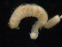  ( - UMBergen_NB_amphar05)  @12 [ ] CreativeCommons - Attribution Non-Commercial Share-Alike (2012) Unspecified University of Bergen, Natural History Collections