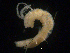  ( - UMBergen_NB_amphar08)  @11 [ ] CreativeCommons - Attribution Non-Commercial Share-Alike (2012) Unspecified University of Bergen, Natural History Collections
