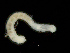  ( - UMBergen_NB_amphar112)  @12 [ ] CreativeCommons - Attribution Non-Commercial Share-Alike (2013) Unspecified University of Bergen, Natural History Collections