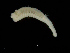  ( - UMBergen_NB_amphar114)  @11 [ ] CreativeCommons - Attribution Non-Commercial Share-Alike (2013) Unspecified University of Bergen, Natural History Collections