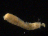  ( - UMBergen_NB_amphar16)  @11 [ ] CreativeCommons - Attribution Non-Commercial Share-Alike (2012) Unspecified University of Bergen, Natural History Collections