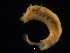  ( - UMBergen_NB_amphar27)  @11 [ ] CreativeCommons - Attribution Non-Commercial Share-Alike (2012) Unspecified University of Bergen, Natural History Collections