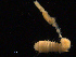  ( - UMBergen_NB_amphar28)  @11 [ ] CreativeCommons - Attribution Non-Commercial Share-Alike (2012) Unspecified University of Bergen, Natural History Collections