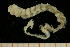  ( - UMBergen_NB_amphar34)  @11 [ ] CreativeCommons - Attribution Non-Commercial Share-Alike (2012) Unspecified University of Bergen, Natural History Collections