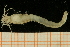  ( - UMBergen_NB_amphar42)  @11 [ ] CreativeCommons - Attribution Non-Commercial Share-Alike (2012) Unspecified University of Bergen, Natural History Collections