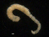  ( - UMBergen_NB_amphar50)  @11 [ ] CreativeCommons - Attribution Non-Commercial Share-Alike (2012) Unspecified University of Bergen, Natural History Collections
