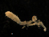  ( - UMBergen_NB_amphar58)  @11 [ ] CreativeCommons - Attribution Non-Commercial Share-Alike (2012) Unspecified University of Bergen, Natural History Collections