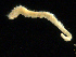  ( - UMBergen_NB_amphar71)  @12 [ ] CreativeCommons - Attribution Non-Commercial Share-Alike (2012) Unspecified University of Bergen, Natural History Collections