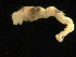  ( - UMBergen_NB_amphar76)  @11 [ ] CreativeCommons - Attribution Non-Commercial Share-Alike (2012) Unspecified University of Bergen, Natural History Collections