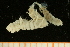  ( - UMBergen_NB_amphar90)  @11 [ ] CreativeCommons - Attribution Non-Commercial Share-Alike (2012) Unspecified University of Bergen, Natural History Collections