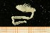  ( - UMBergen_NB_amphar92)  @11 [ ] CreativeCommons - Attribution Non-Commercial Share-Alike (2012) Unspecified University of Bergen, Natural History Collections