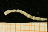  ( - UMBergen_NB_mald102)  @12 [ ] CreativeCommons - Attribution Non-Commercial Share-Alike (2013) Unspecified University of Bergen, Natural History Collections
