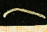  ( - UMBergen_NB_mald108)  @12 [ ] CreativeCommons - Attribution Non-Commercial Share-Alike (2013) Unspecified University of Bergen, Natural History Collections