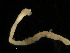  ( - UMBergen_NB_mald111)  @11 [ ] CreativeCommons - Attribution Non-Commercial Share-Alike (2013) Unspecified University of Bergen, Natural History Collections