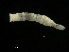  ( - UMBergen_NB_mald119)  @11 [ ] CreativeCommons - Attribution Non-Commercial Share-Alike (2013) Unspecified University of Bergen, Natural History Collections