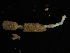  ( - UMBergen_NB_mald130)  @11 [ ] CreativeCommons - Attribution Non-Commercial Share-Alike (2013) Unspecified University of Bergen, Natural History Collections