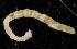  ( - UMBergen_NB_mald43)  @12 [ ] CreativeCommons - Attribution Non-Commercial Share-Alike (2013) Unspecified University of Bergen, Natural History Collections