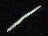  (Ophelina sp. 4 - UMBergen_NB_opheli68)  @11 [ ] CreativeCommons - Attribution Non-Commercial Share-Alike (2013) Unspecified University of Bergen, Natural History Collections