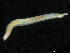  (Ophelina sp. 3 - UMBergen_NB_opheli70)  @11 [ ] CreativeCommons - Attribution Non-Commercial Share-Alike (2013) Unspecified University of Bergen, Natural History Collections
