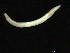  (Ophelina sp. E - UMBergen_NB_opheli74)  @11 [ ] CreativeCommons - Attribution Non-Commercial Share-Alike (2013) Unspecified University of Bergen, Natural History Collections