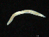  (Ophelina sp. 6 - UMBergen_NB_opheli75)  @11 [ ] CreativeCommons - Attribution Non-Commercial Share-Alike (2013) Unspecified University of Bergen, Natural History Collections