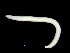  ( - UMBergen_NB_opheli77)  @11 [ ] CreativeCommons - Attribution Non-Commercial Share-Alike (2013) Unspecified University of Bergen, Natural History Collections