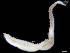  (Ophelina sp. 2 - UMBergen_NB_opheli80)  @11 [ ] CreativeCommons - Attribution Non-Commercial Share-Alike (2013) Unspecified University of Bergen, Natural History Collections