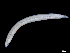  (Ophelina sp - UMBergen_NB_opheli81)  @11 [ ] CreativeCommons - Attribution Non-Commercial Share-Alike (2013) Unspecified University of Bergen, Natural History Collections