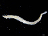  ( - UMBergen_NB_opheli83)  @11 [ ] CreativeCommons - Attribution Non-Commercial Share-Alike (2013) Unspecified University of Bergen, Natural History Collections