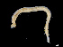  (Ophelina cylindricaudata - UMBergen_NB_opheli84)  @14 [ ] CreativeCommons - Attribution Non-Commercial Share-Alike (2013) Unspecified University of Bergen, Natural History Collections