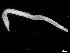  (Ophelina sp. 5 - UMBergen_NB_opheli87)  @11 [ ] CreativeCommons - Attribution Non-Commercial Share-Alike (2013) Unspecified University of Bergen, Natural History Collections