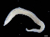  ( - UMBergen_NB_opheli88)  @11 [ ] CreativeCommons - Attribution Non-Commercial Share-Alike (2013) Unspecified University of Bergen, Natural History Collections