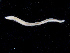  ( - UMBergen_NB_opheli92)  @11 [ ] CreativeCommons - Attribution Non-Commercial Share-Alike (2013) Unspecified University of Bergen, Natural History Collections