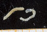  ( - UMBergen_NB_polych05)  @11 [ ] CreativeCommons - Attribution Non-Commercial Share-Alike (2013) Unspecified University of Bergen, Natural History Collections
