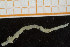  ( - UMBergen_NB_polych127)  @11 [ ] CreativeCommons - Attribution Non-Commercial Share-Alike (2014) University of Bergen University of Bergen, Natural History Collections