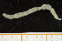  ( - UMBergen_NB_polych139)  @12 [ ] CreativeCommons - Attribution Non-Commercial Share-Alike (2014) University of Bergen University of Bergen, Natural History Collections
