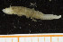 ( - UMBergen_NB_polych140)  @12 [ ] CreativeCommons - Attribution Non-Commercial Share-Alike (2014) University of Bergen University of Bergen, Natural History Collections