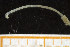  ( - UMBergen_NB_polych143)  @12 [ ] CreativeCommons - Attribution Non-Commercial Share-Alike (2014) University of Bergen, Norway University of Bergen, Natural History Collections
