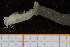  ( - UMBergen_NB_polych163)  @12 [ ] CreativeCommons - Attribution Non-Commercial Share-Alike (2014) University of Bergen University of Bergen, Natural History Collections