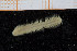  ( - UMBergen_NB_polych256)  @11 [ ] CreativeCommons - Attribution Non-Commercial Share-Alike (2014) University of Bergen University of Bergen, Natural History Collections