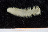  ( - UMBergen_NB_polych258)  @13 [ ] CreativeCommons - Attribution Non-Commercial Share-Alike (2014) University of Bergen University of Bergen, Natural History Collections